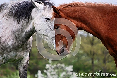 Two horses love