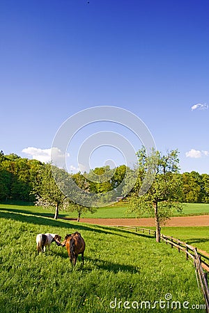Two horses on meadow