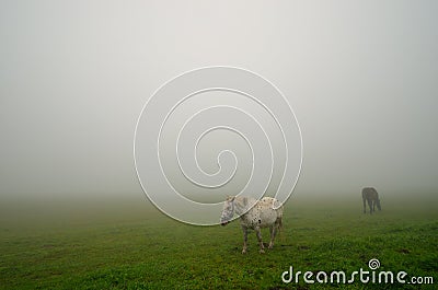 Two horses on pasture in fog