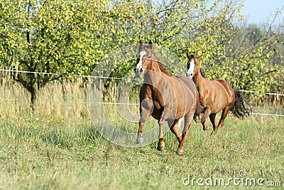 Two horses running on pasturage in autumn