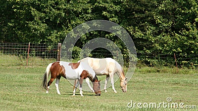 Two horses side by side in pasture