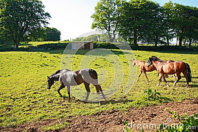 Two horses in the Spring meadow