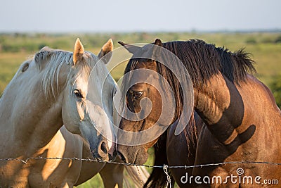 Two horses touch noses