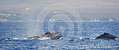 Two Humpback whale