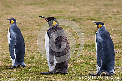 Two king penguins and chick