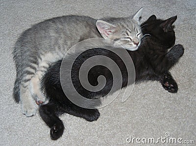 Two kittens (Felis catus) fast asleep