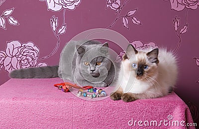 Two kittens on a pink background