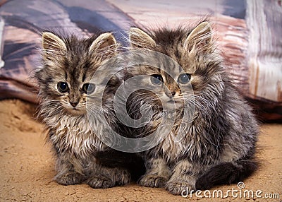 Two kittens sitting