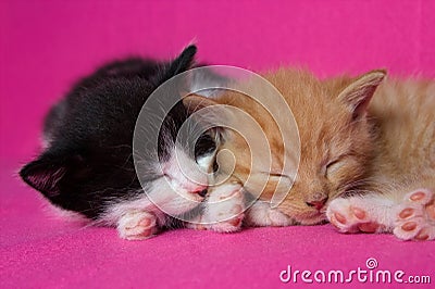 Two kittens slleping together