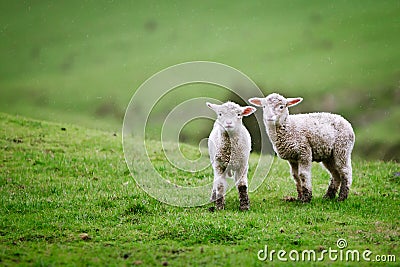 Two lambs on the meadow.