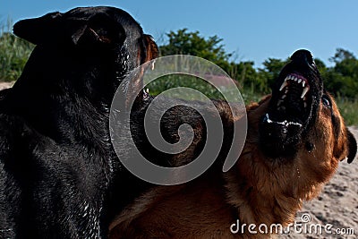 Two large dogs shows strength