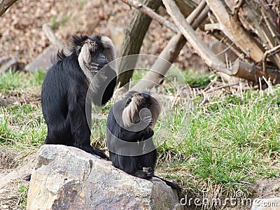 Two Lion-tailed macaque on rock