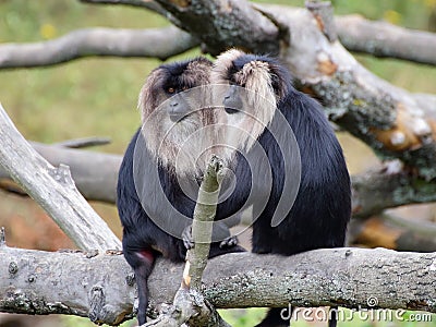 Two Lion-tailed macaques portrait