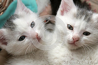 Two little kittens