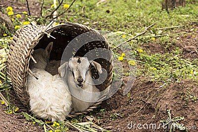 Two little lamb shelter