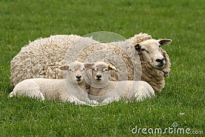 Two little lambs looking at you