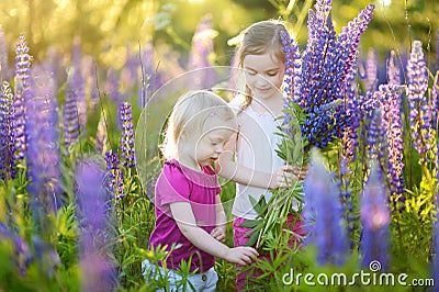 Two little sisters in blooming lupine field