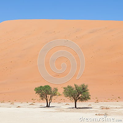 Two living trees in front of the red dunes of Namib desert