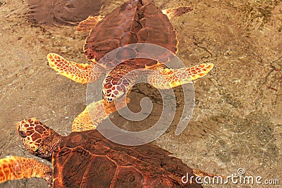 Two loggerhead sea turtle in Gumbo limbo natural c