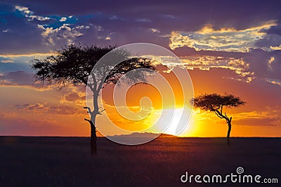 Two lone tree on a background of tropical sunset