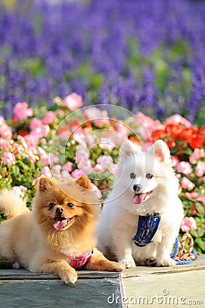 Two lovely dogs