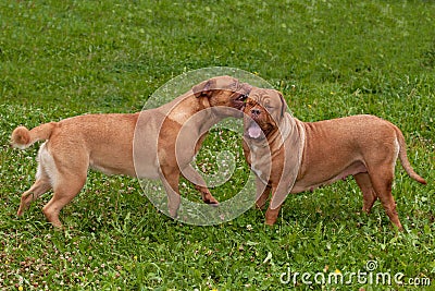 Two lovely dogs playing in the summer garden