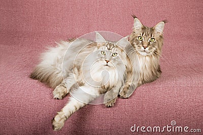 Two Maine Coon cats lying down on mauve background