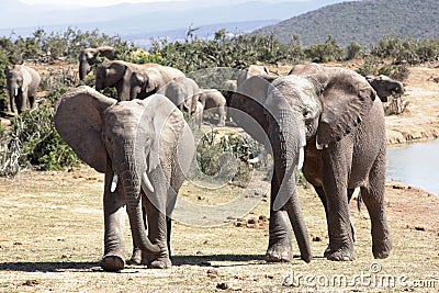 Two male elephants