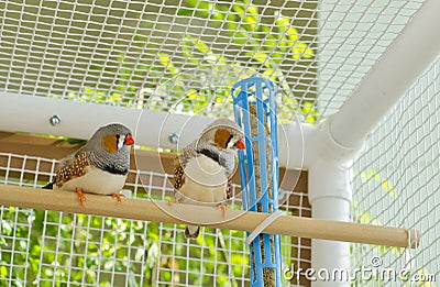 Two Male Zebra Finches in the Cage