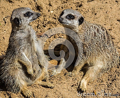 Two Meerkats sitting on sand facing