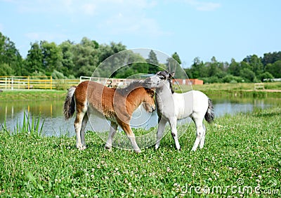 Two mini horses Falabella playing on meadow, bay and white, sele