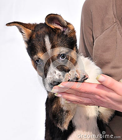 Two month old three coloured puppy in female hands