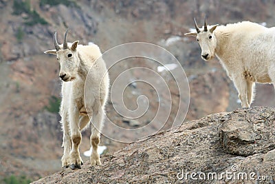 Two Mountain Goats