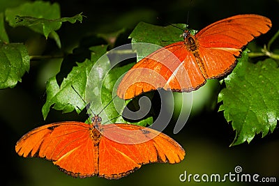 Two orange butterflies in butterfly house