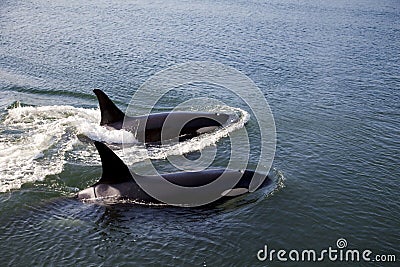 Two Orcas Swimming