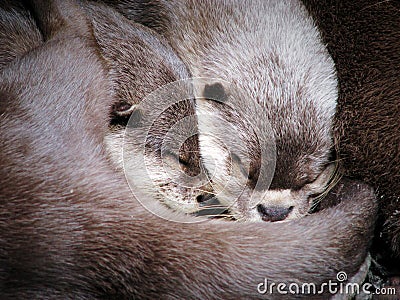 Two Otters hugging while sleeping