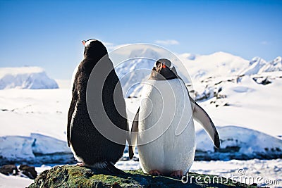 Two penguins