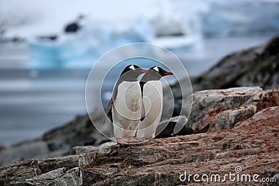 Two gentoo penguins on a rock in Antarctica