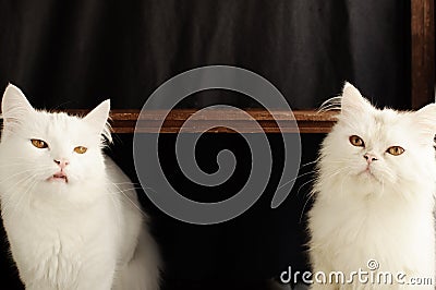 Two Persian cats