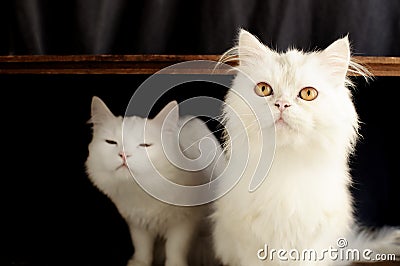 Two Persian cats