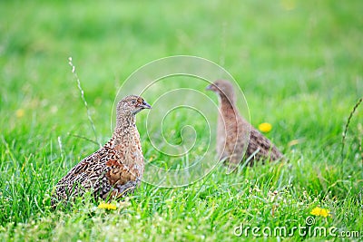 Two pheasant female bird standing in grassland