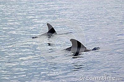 Two pilot whales in the waters outside the Azores