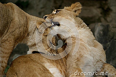 Two playing cubs (young lions)