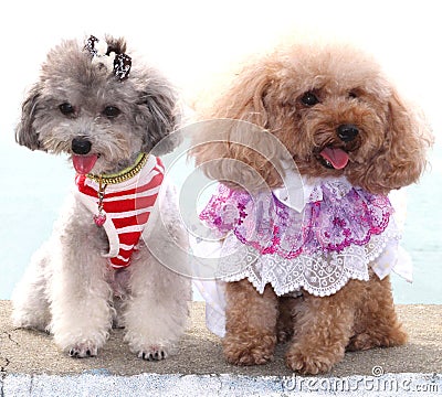 Two poodle dogs are holding a fashion show