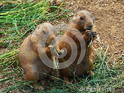 Two prairie dogs