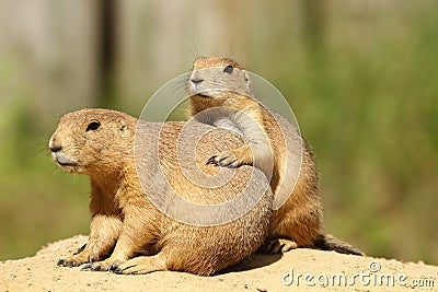 Two prairie dogs close together