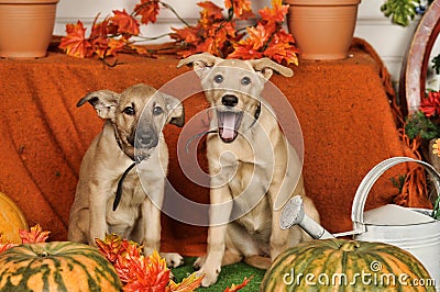 Two puppies on autumn background