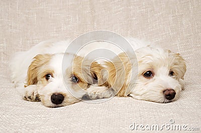 Two puppies laid on a textured beige background