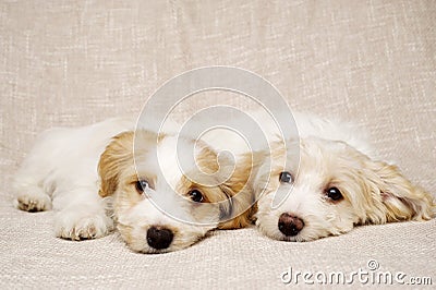 Two puppies laid on a textured beige background