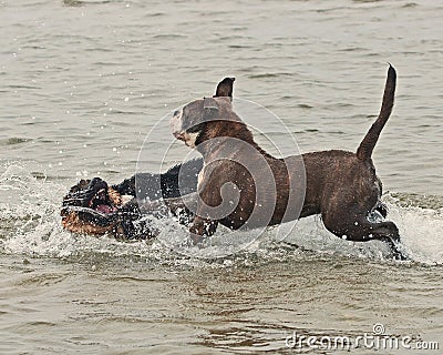 Two puppy play and fight in water